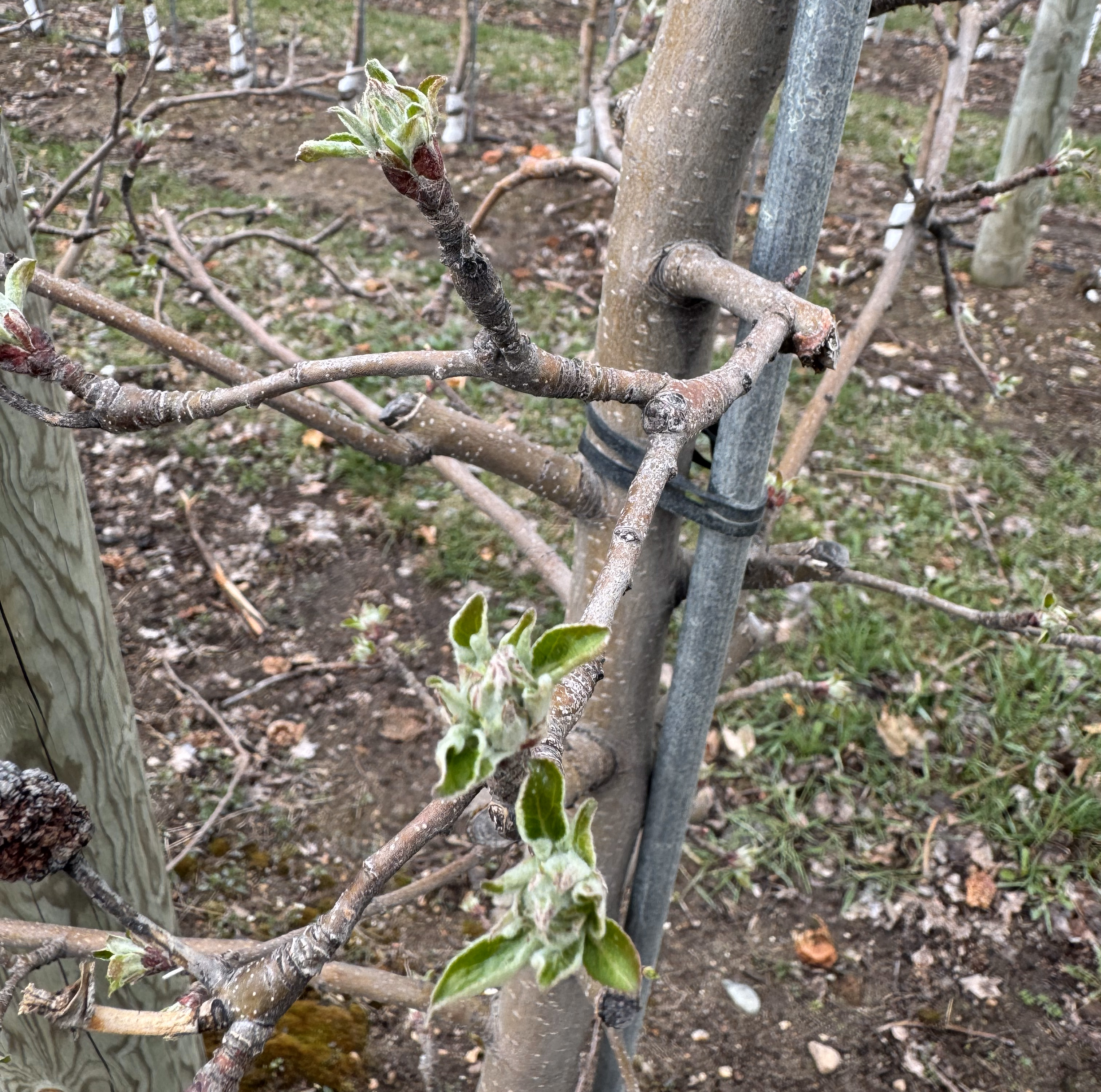 An apple tree in April, with pointy leaves on branches.
